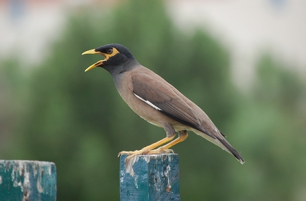Mynar Bird