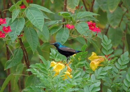 Sunbird (Dubai)