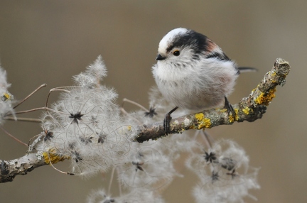 Tailed Tit