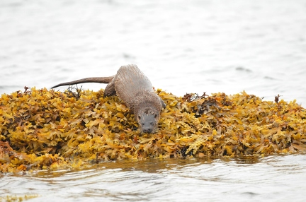 Sea-otter