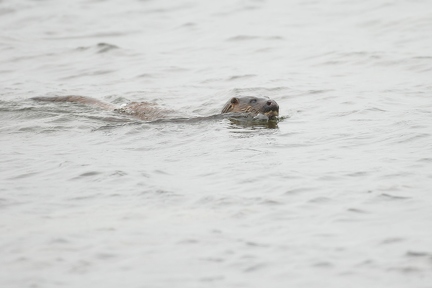 Seeotter
