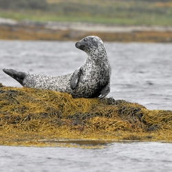 Robben - Seals- Sea Otter