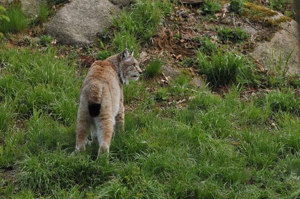 Luchs