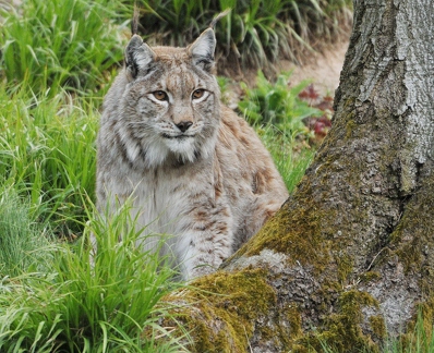 Luchs