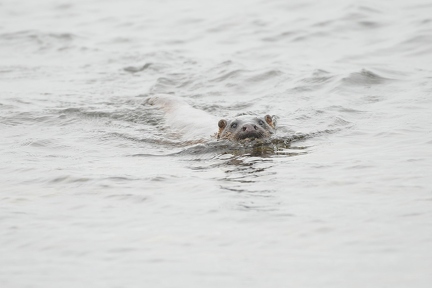 Sea Otter