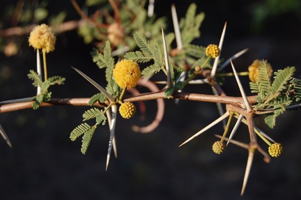Flower of acacia