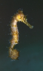 Seahorse 5
