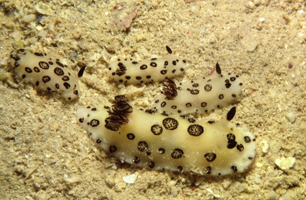 Jorunna funebris (fotoJK)