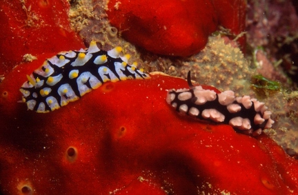 Fryeria rueppellii and Phyllidiela varicosa (fotoJK)