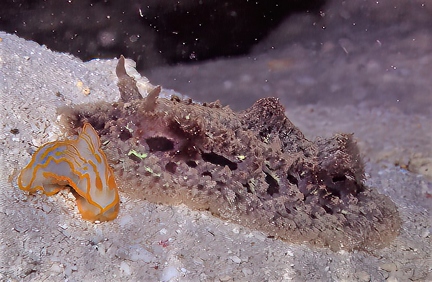 Analogium stratiata and Alagema spongiosa (fotoTM)