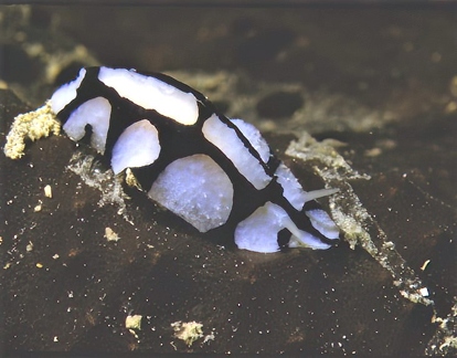 Phyllidiopsis dautzenbergi (fotoHS)