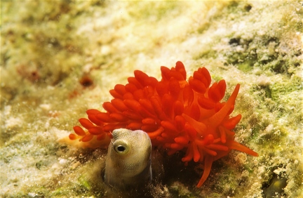 Phestila with Goby (fotoJK)