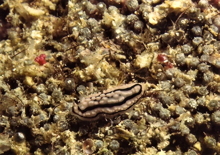 Phyllidopsis sp. (foto JK)