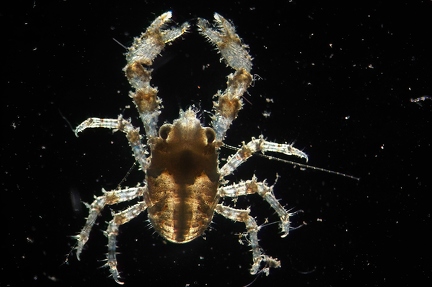 Young crab