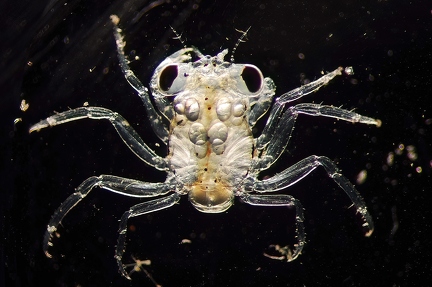 Young crab