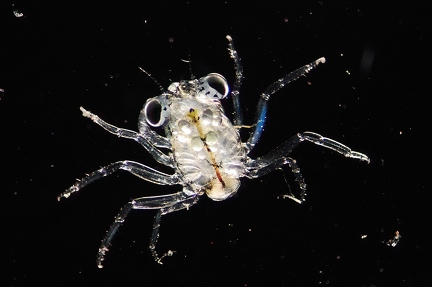 Young crab