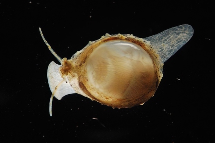 Young cowrie shell