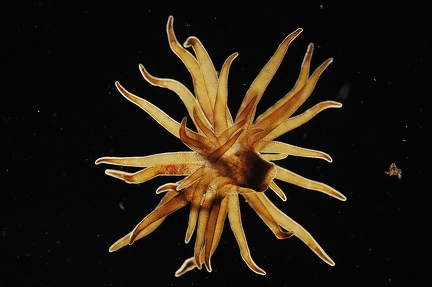 Floating anemon sp.