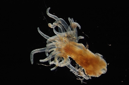 Floating anemone