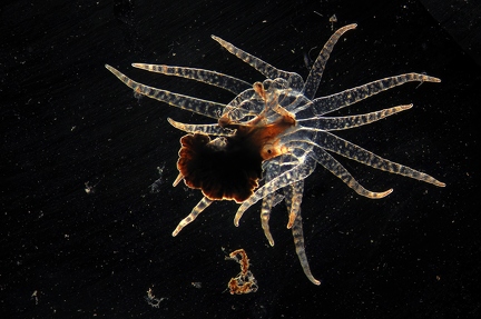 Schwimmanemone