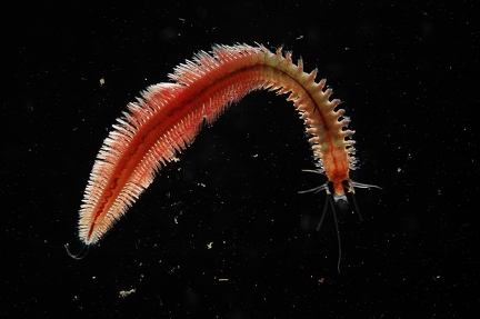 Borstenwurm