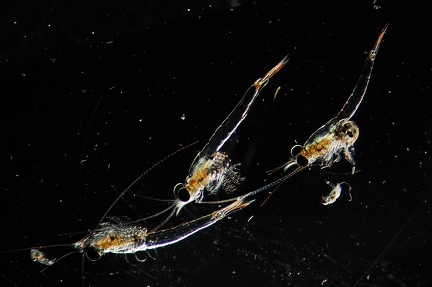 Mysida shrimp