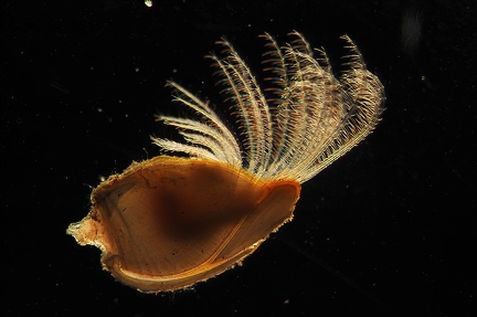 Goose barnacle