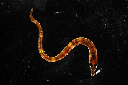 Juvenile fish
