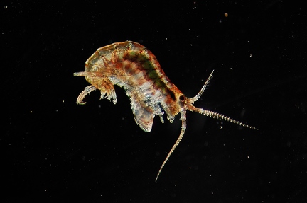 Copepod sp.