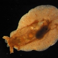 Flatworm sp.