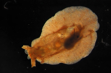 Flatworm sp.