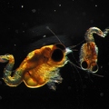 Mysida shrimp