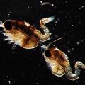 Mysida shrimp