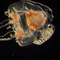 Jellyfish with assel