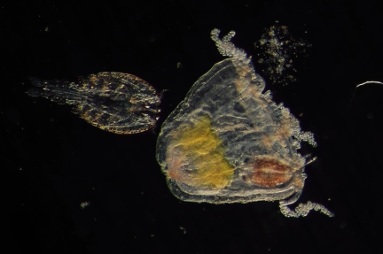 Jellyfish and copepods