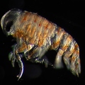 Isopod which live on Jellyfish