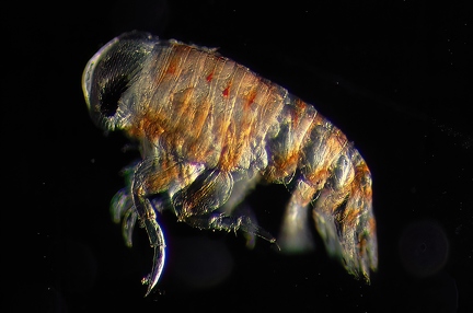 Isopod which live on Jellyfish