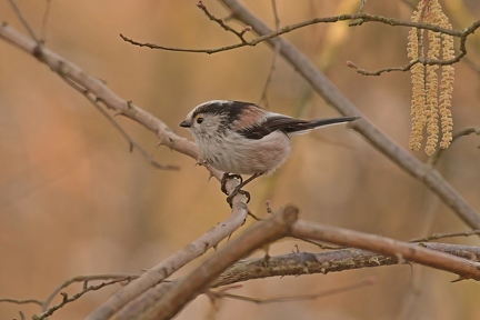Tailed tit