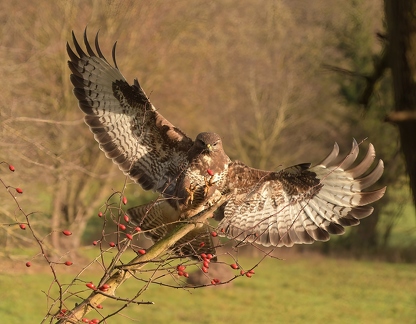 Bussard