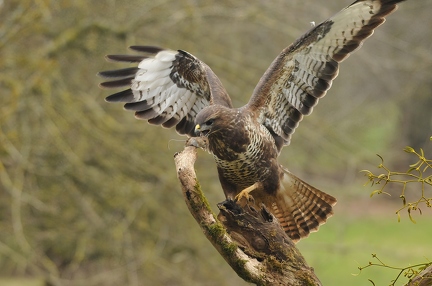 Bussard und Maus