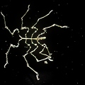 Pycnogonida- sp,