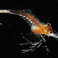 Garnele