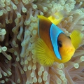 Amphipirion bicinctus