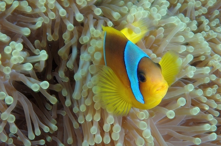 Amphipirion bicinctus