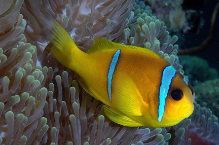 Anemonefish
