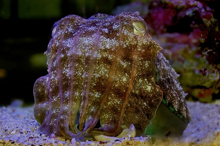 Cuttlefish