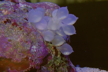 Eggs of cuttlefish