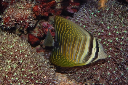 Juvenile Sailfin tang