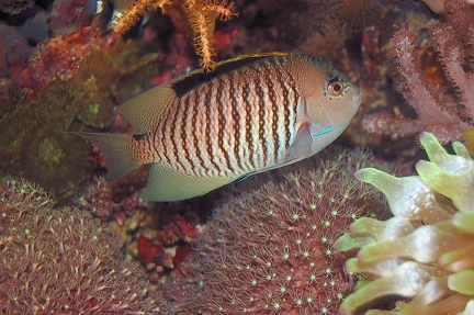 Zebra angelfish