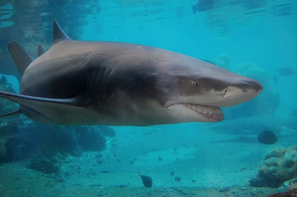 Sandbar shark